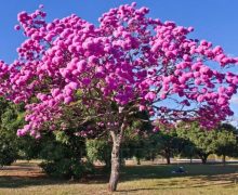 Ipê Roxo de Bola