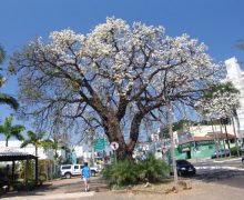 Pata de Vaca Branca