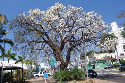 Pata de Vaca Branca