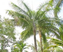 Areca de Locuba