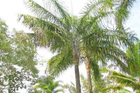 Areca de Locuba