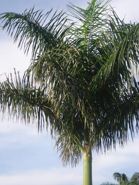 Areca de Locuba