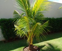 Coco Anão