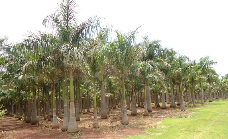 Palmeira Imperial de Cuba