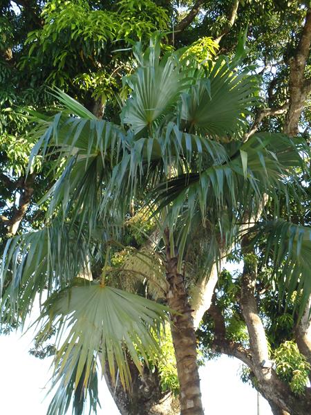 Palmeira Prateada de Leque