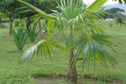 Palmeira Prateada de Leque