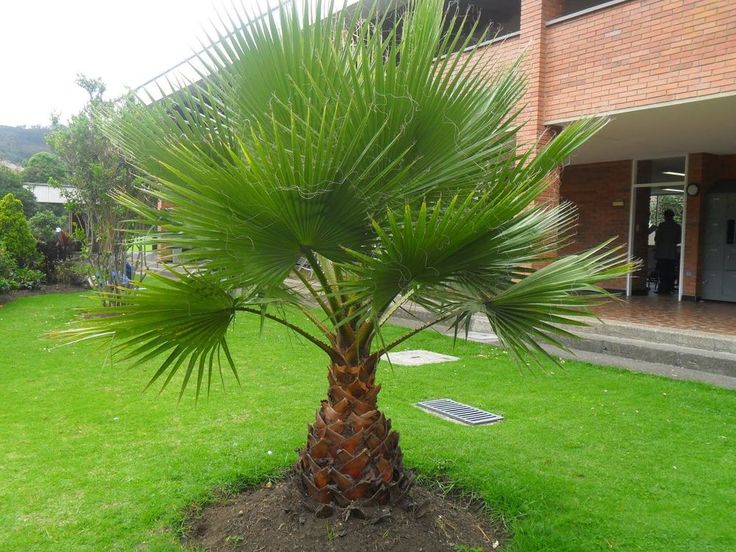 Palmeira Washingtônia