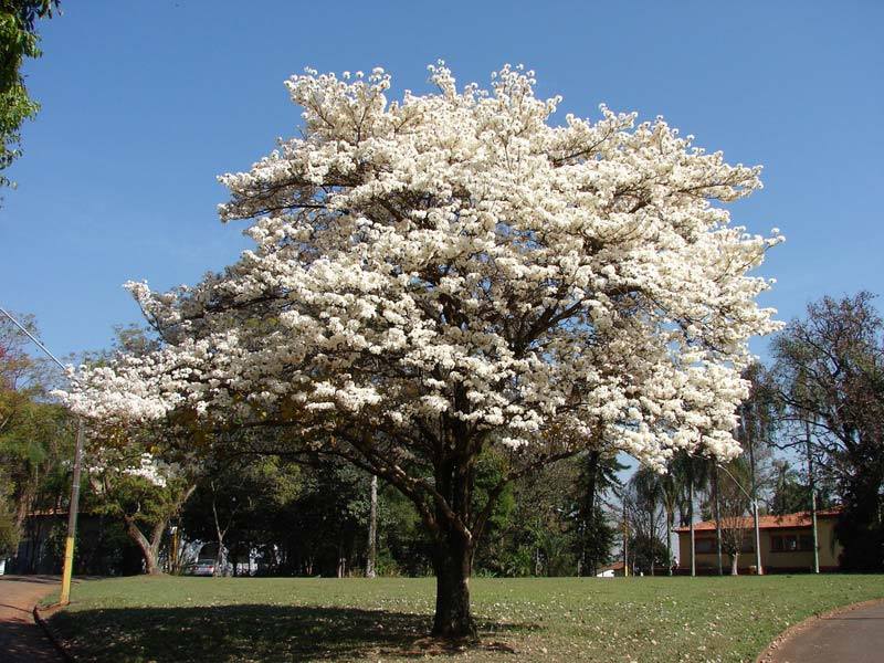 Ipê Branco