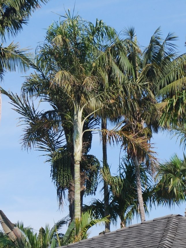 Areca de Locuba