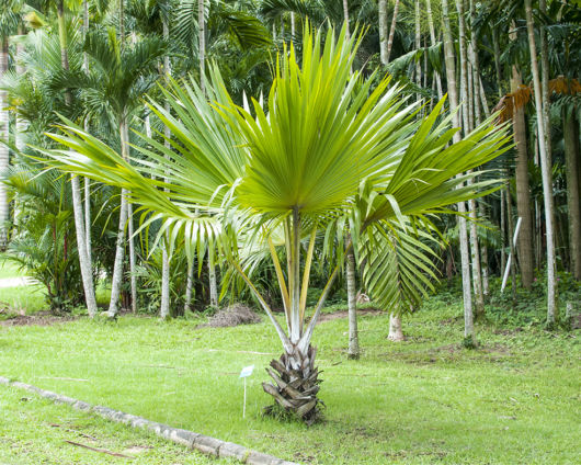 Palmeira Prateada de Leque