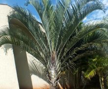 Palmeira Triangular