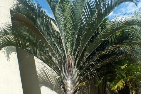 Palmeira Triangular
